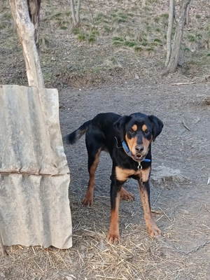 vand catel copoi ardelenesc  - imagine 3