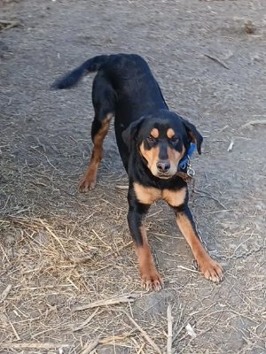 vand catel copoi ardelenesc  - imagine 2