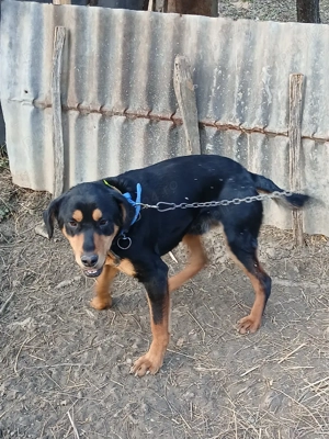 vand catel copoi ardelenesc  - imagine 4