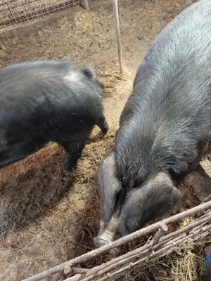 vier si scrofita bazna gestanta - imagine 5