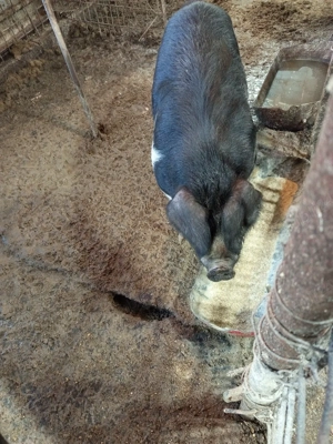 vier si scrofita bazna gestanta - imagine 4