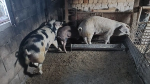 Porcii de vânzare  - imagine 3