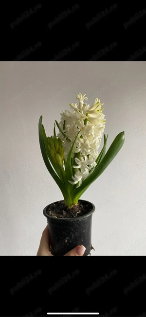 Zambile la ghiveci la engros