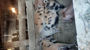 Porcii de vânzare  - imagine 4