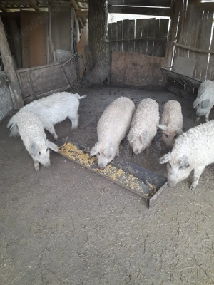 Șoldani Mangaliță  - imagine 4