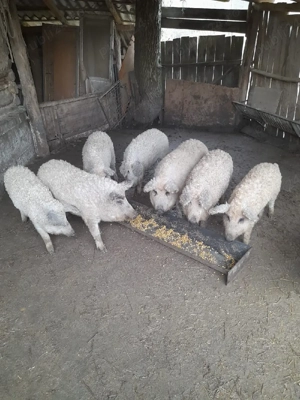 Șoldani Mangaliță  - imagine 3