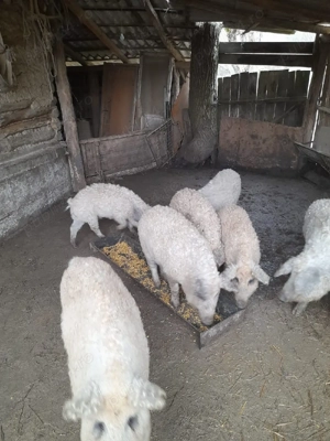 Șoldani Mangaliță  - imagine 5