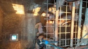 Porcii de vânzare  - imagine 5