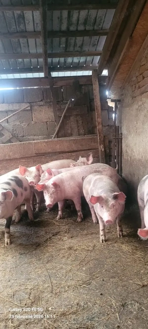 vând grasuni rasă de carne 