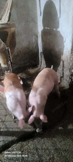 vând grasuni rasă de carne  - imagine 3