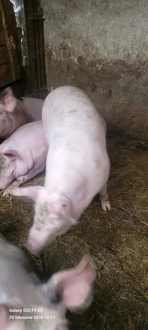 vând grasuni rasă de carne  - imagine 2