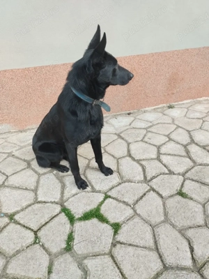 ciobanesc belgian malinoa negru