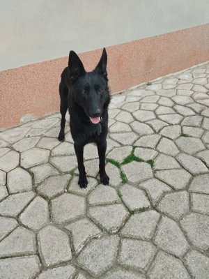 ciobanesc belgian malinoa negru - imagine 4