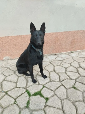 ciobanesc belgian malinoa negru