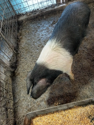 vier si scrofita bazna gestanta  - imagine 5