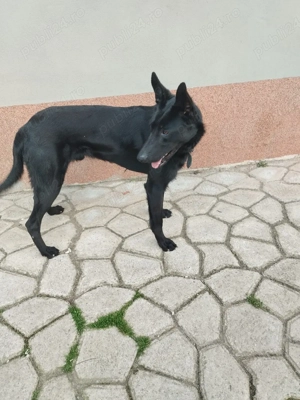 ciobanesc belgian malinoa negru - imagine 3