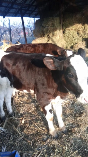 vand vitei  mascul si femela 