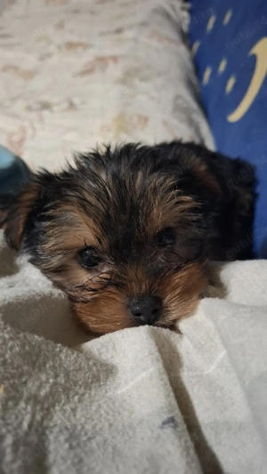 Vand pui căței York Terierr talie medie - imagine 3