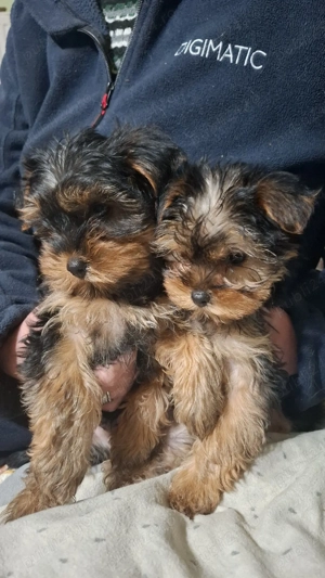 Vand pui căței York Terierr talie medie - imagine 5