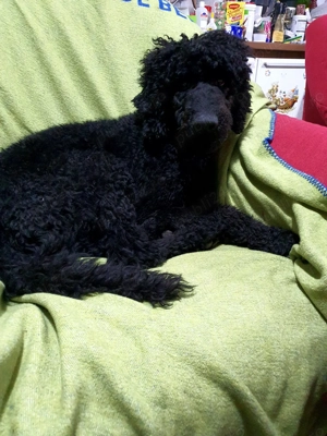 Pudel mediu  - imagine 2