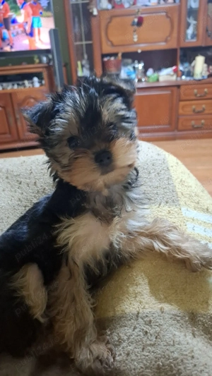 Vand pui căței York Terierr talie medie - imagine 4