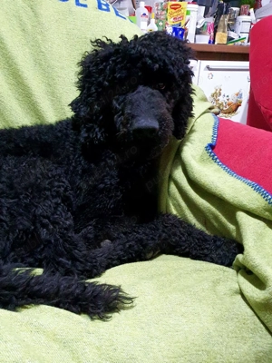 Pudel mediu  - imagine 3