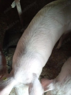 Vând porc 150kg - imagine 2