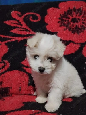 Vând bichon maltez  - imagine 3