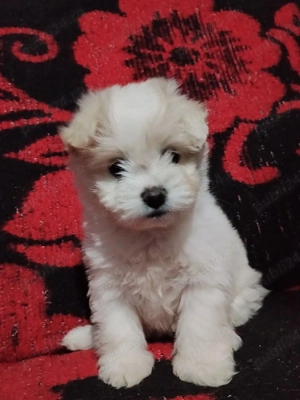 Vând bichon maltez  - imagine 2