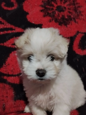 Vând bichon maltez 