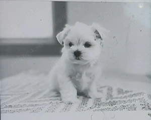 Vand bichon talie mica baiat 6 saptamani