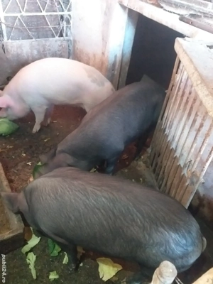 DE,VÂNZARE,porci,de,sacrificat! - imagine 2
