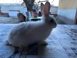 iepuri,albi cu negru,portocaliu. - imagine 5