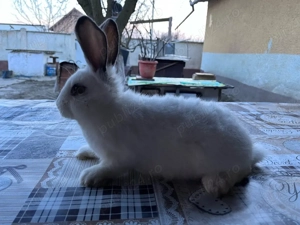 iepuri,albi cu negru,portocaliu. - imagine 4