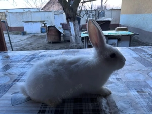 iepuri,albi cu negru,portocaliu. - imagine 3