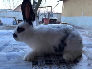 iepuri,albi cu negru,portocaliu. - imagine 2