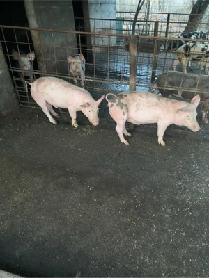 vand purcei  - imagine 2