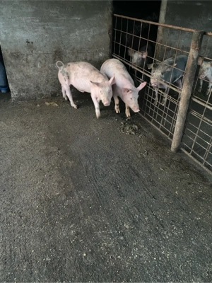 vand purcei  - imagine 5