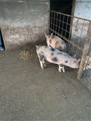 vand purcei  - imagine 4