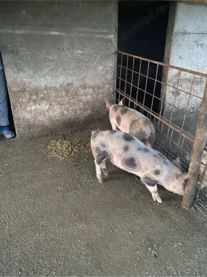 vand purcei  - imagine 3