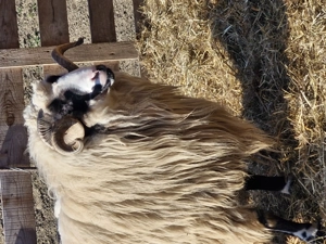 Berbec disponibil  - imagine 3