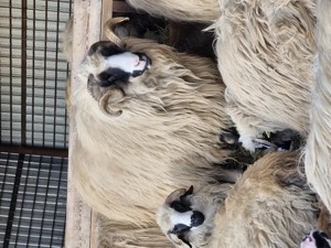 Berbec disponibil  - imagine 2