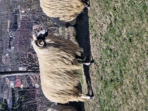 Berbec disponibil  - imagine 5