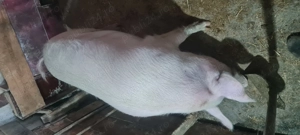 Porc pentru sacrificat sau reproducție  - imagine 2