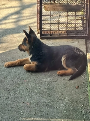 Cățel- ciobănesc german  - imagine 3