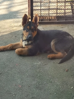 Cățel- ciobănesc german  - imagine 2