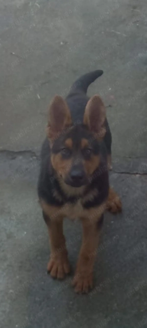 Cățel- ciobănesc german 