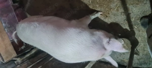 Porc pentru sacrificat sau reproducție 