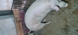 Porc pentru sacrificat sau reproducție  - imagine 3