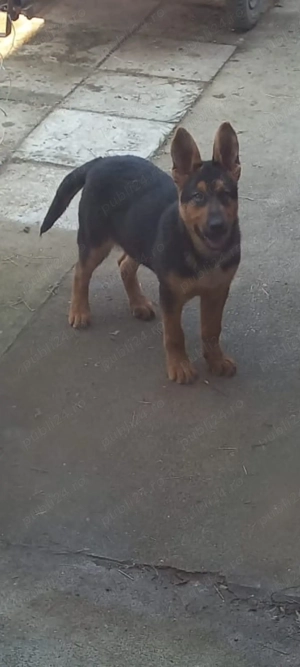 Cățel- ciobănesc german  - imagine 4